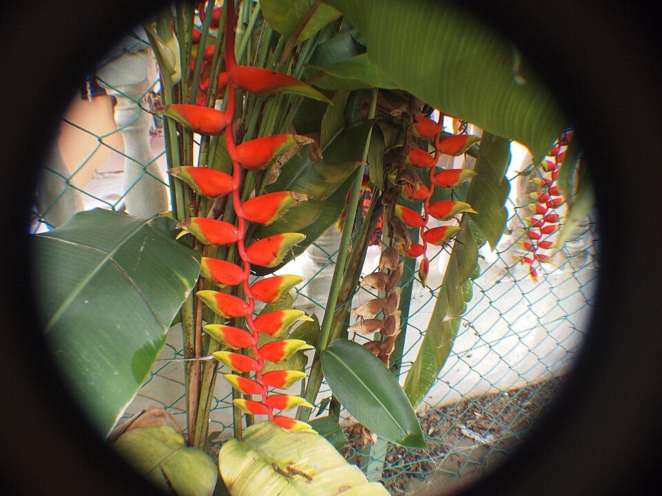 False Bird Of Paradise photo 5