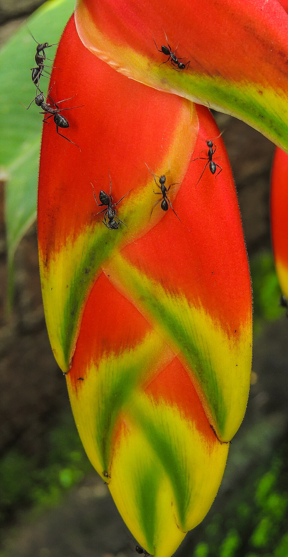 False Bird Of Paradise photo 6