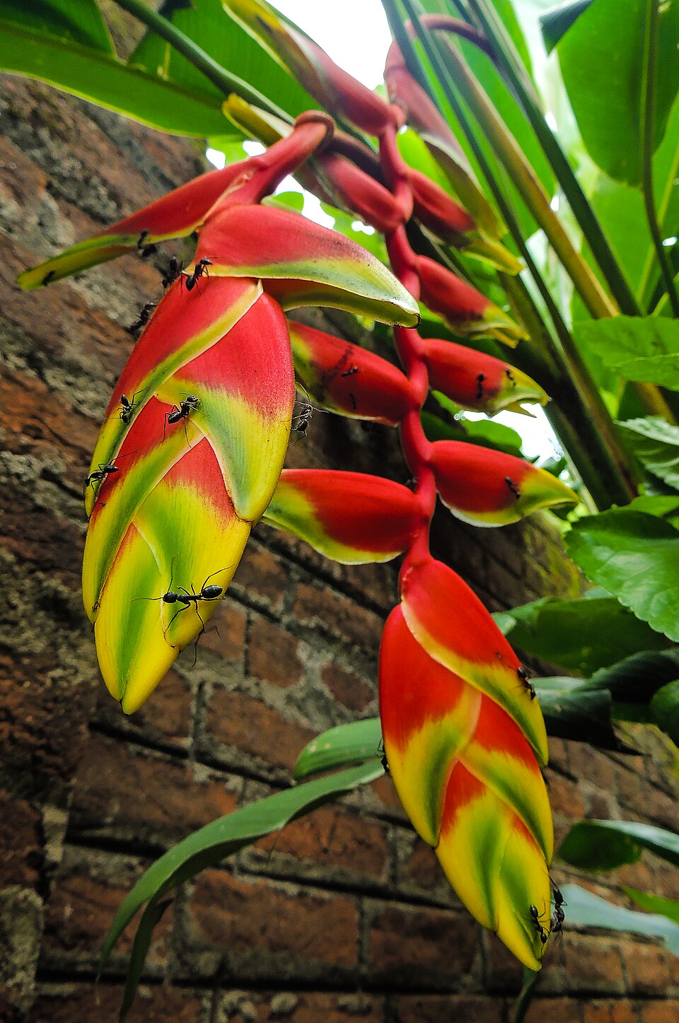 False Bird Of Paradise photo 7
