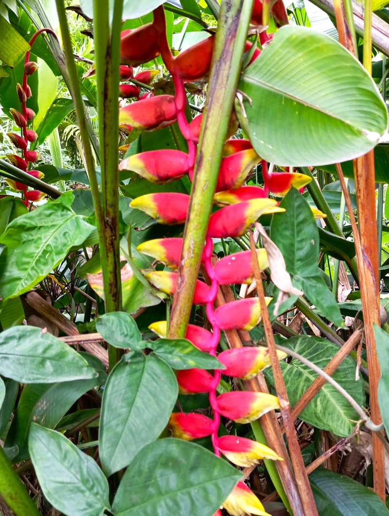 False Bird Of Paradise photo 8