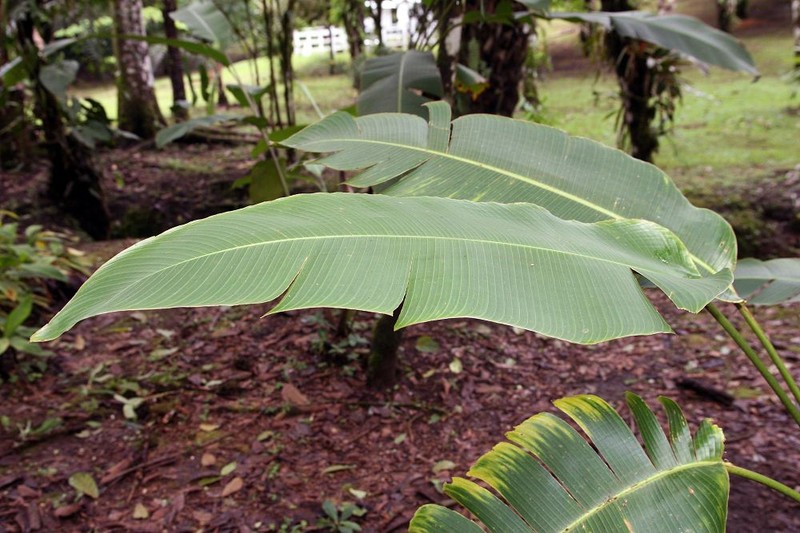 Dwarf Jamaican Heliconia photo 4