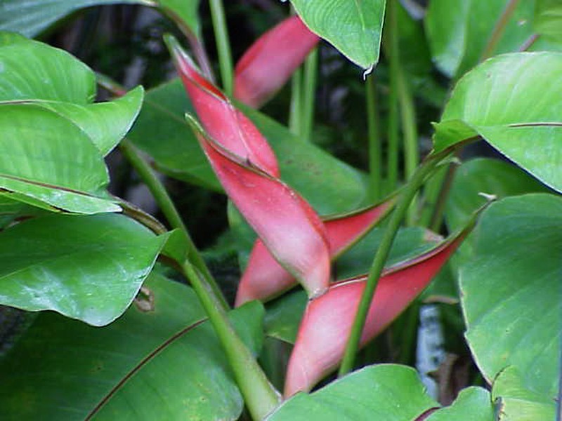Dwarf Jamaican Heliconia
