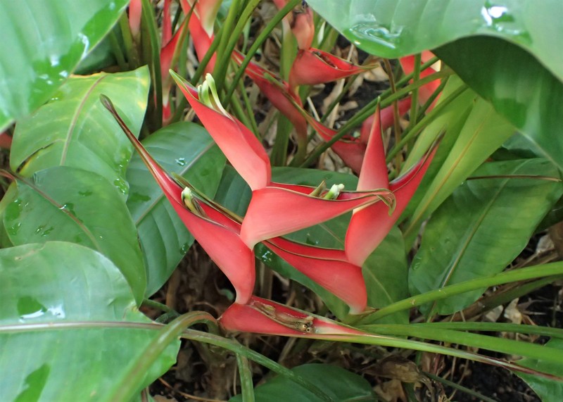 Dwarf Jamaican Heliconia photo 2