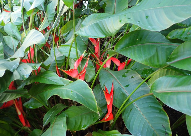 Dwarf Jamaican Heliconia photo 3