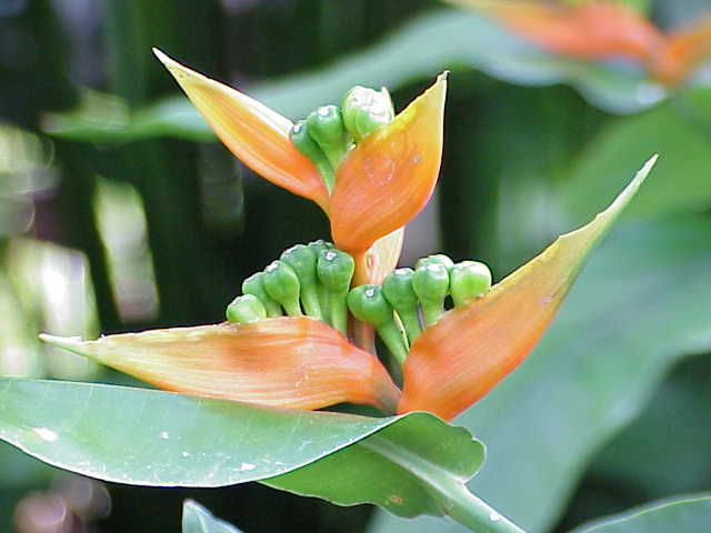 Dwarf Jamaican Heliconia photo 5