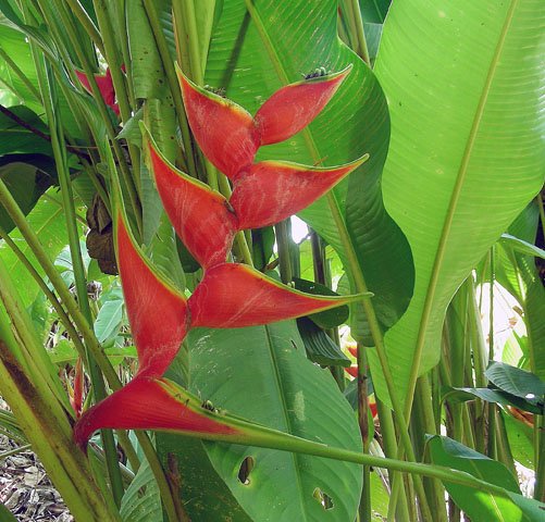 Dwarf Jamaican Heliconia photo 6
