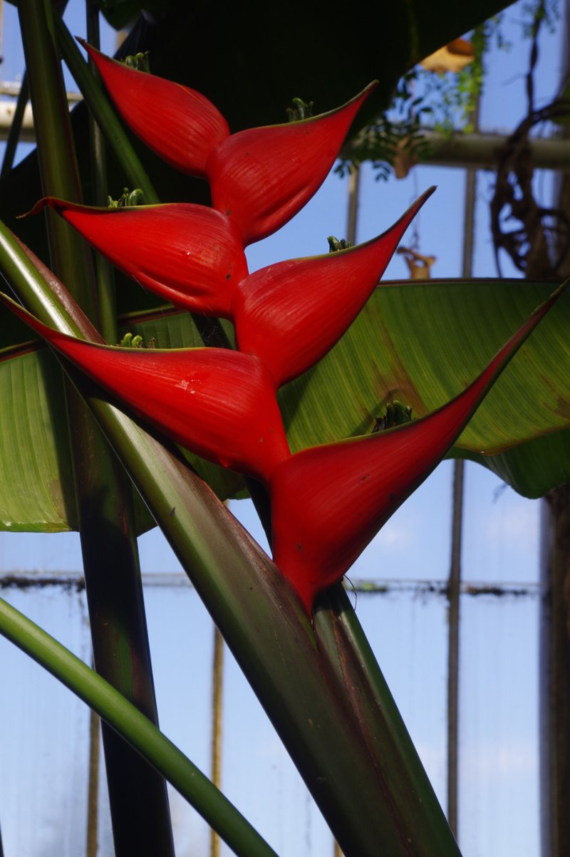 Dwarf Jamaican Heliconia photo 7