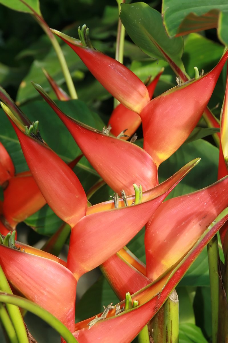 Dwarf Jamaican Heliconia photo 8