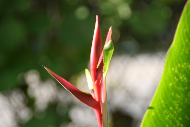 Guatemalan Bird Of Paradise photo 4