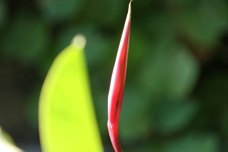 Guatemalan Bird Of Paradise photo 5