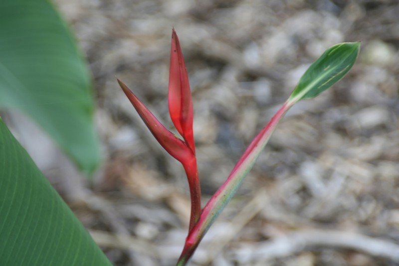 Guatemalan Bird Of Paradise photo 7