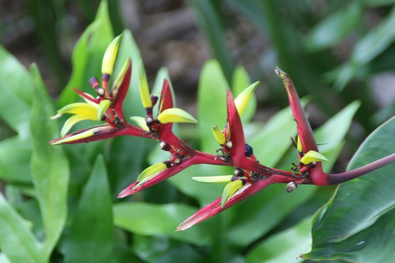 Guatemalan Bird Of Paradise photo 2