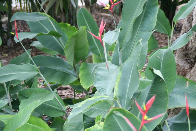Guatemalan Bird Of Paradise