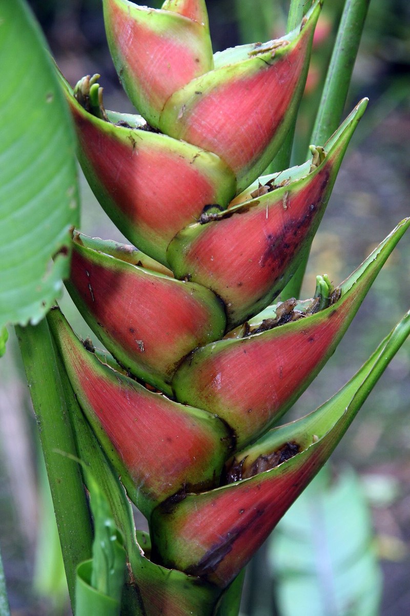 Heliconia wagneriana photo 2