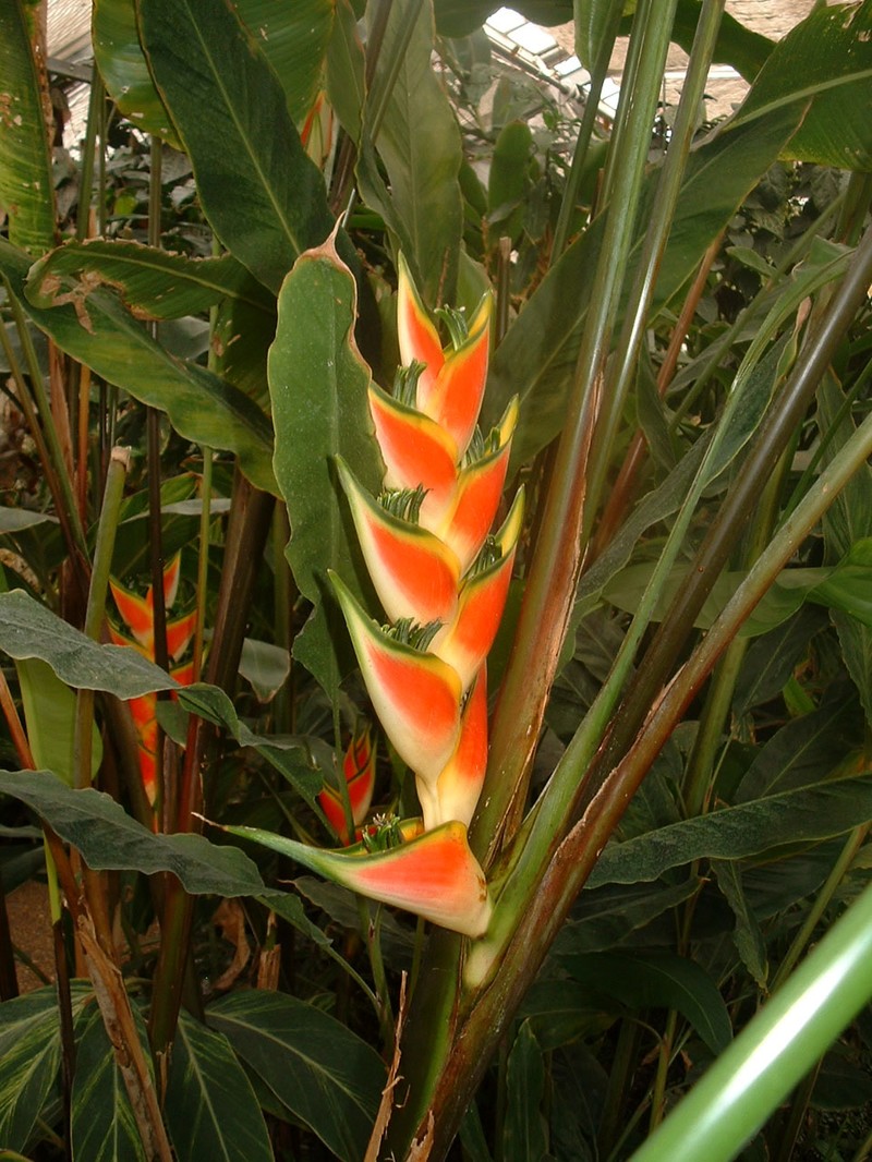 Heliconia wagneriana photo 3