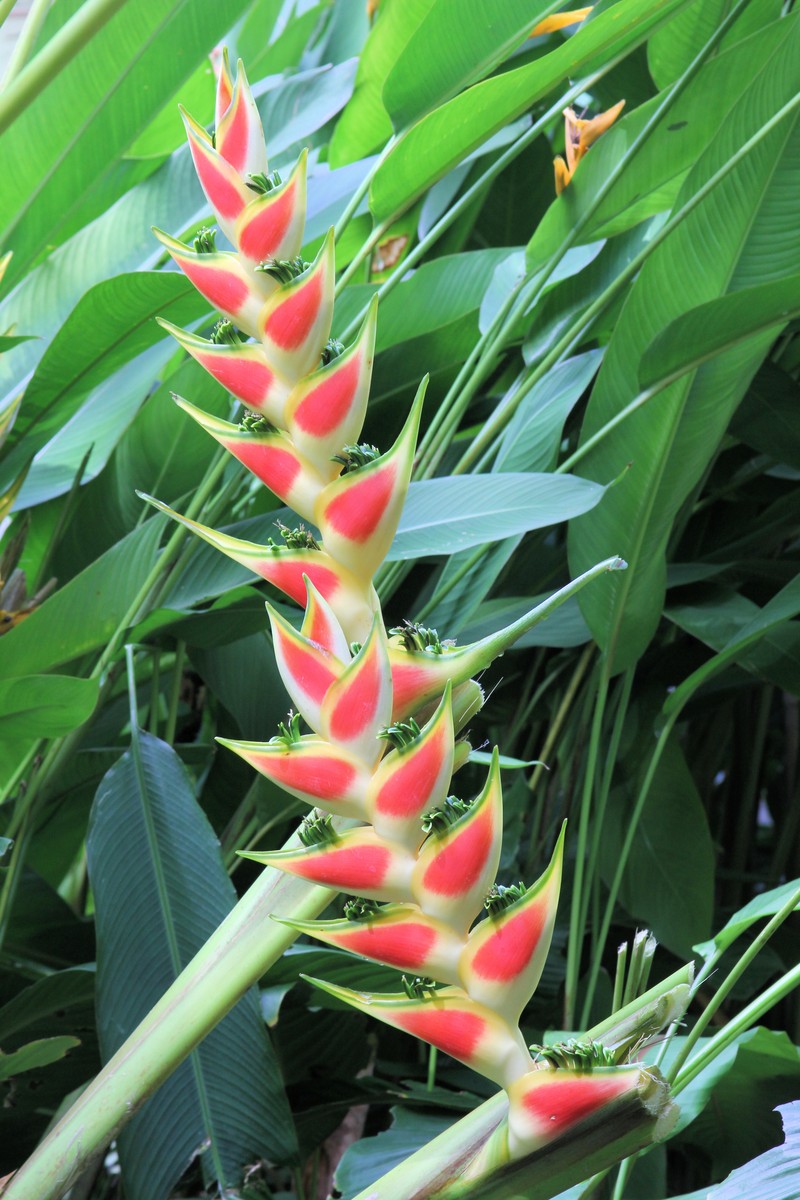 Heliconia wagneriana photo 4