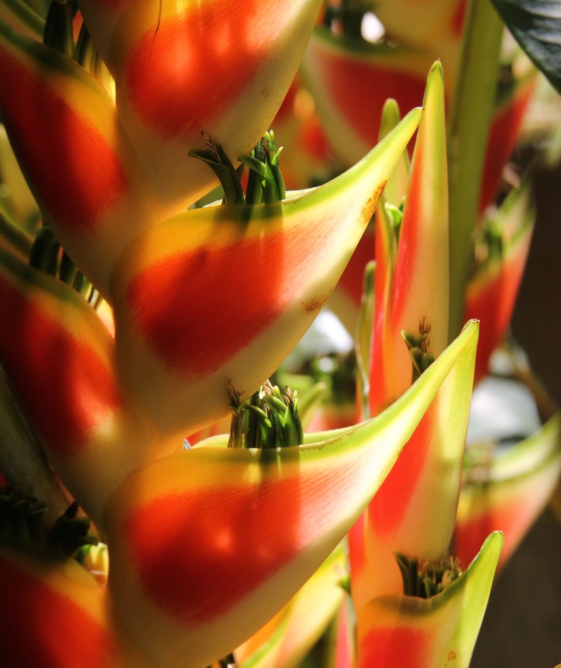 Heliconia wagneriana