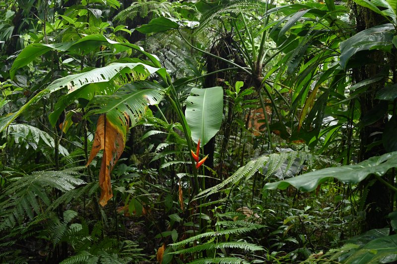 Heliconia wagneriana photo 5