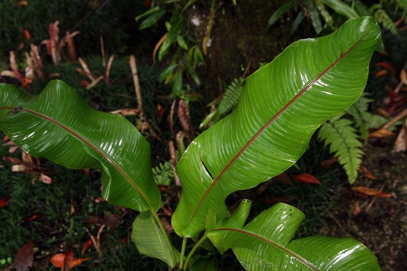 Heliconia wagneriana photo 6