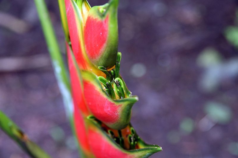 Heliconia wagneriana photo 7