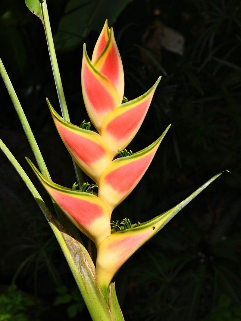 Heliconia wagneriana photo 8