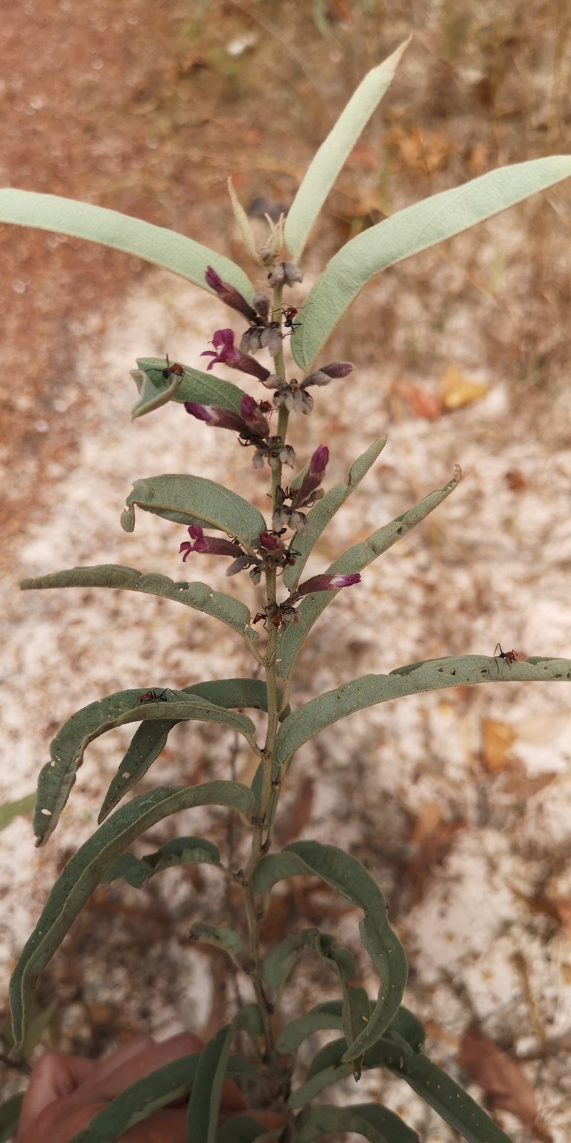Helicteres cana subsp. cana photo 3