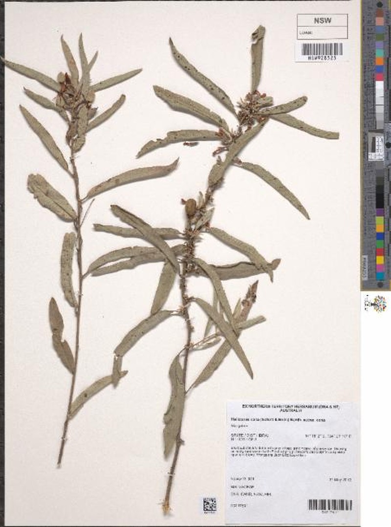 Helicteres cana subsp. cana photo 4