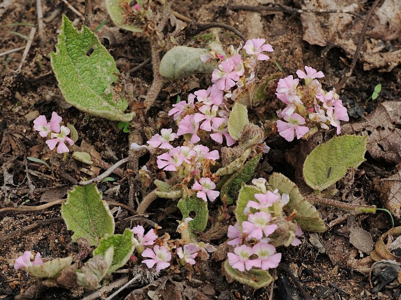 Helicteres darwinensis photo 2