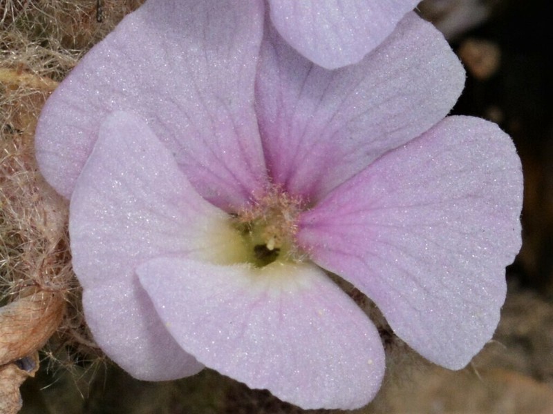 Helicteres darwinensis photo 3