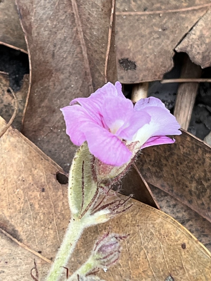 Helicteres darwinensis photo 4