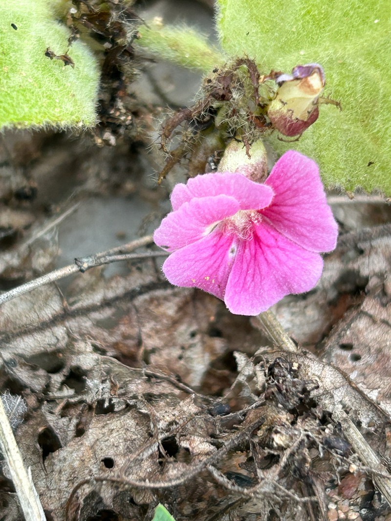 Helicteres darwinensis photo 5