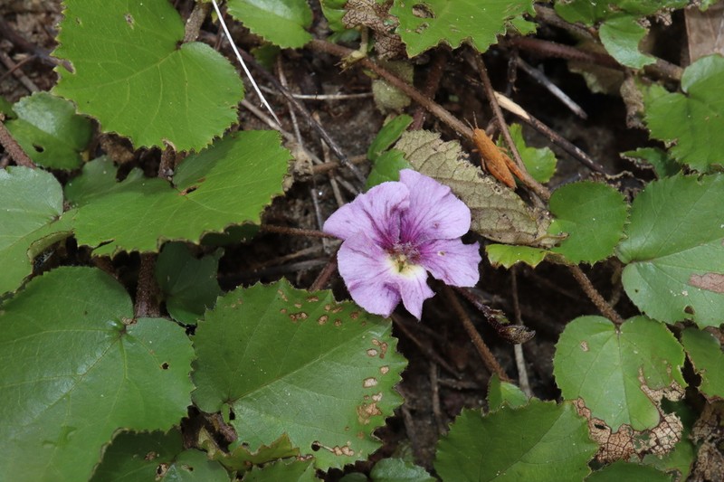 Helicteres flagellaris