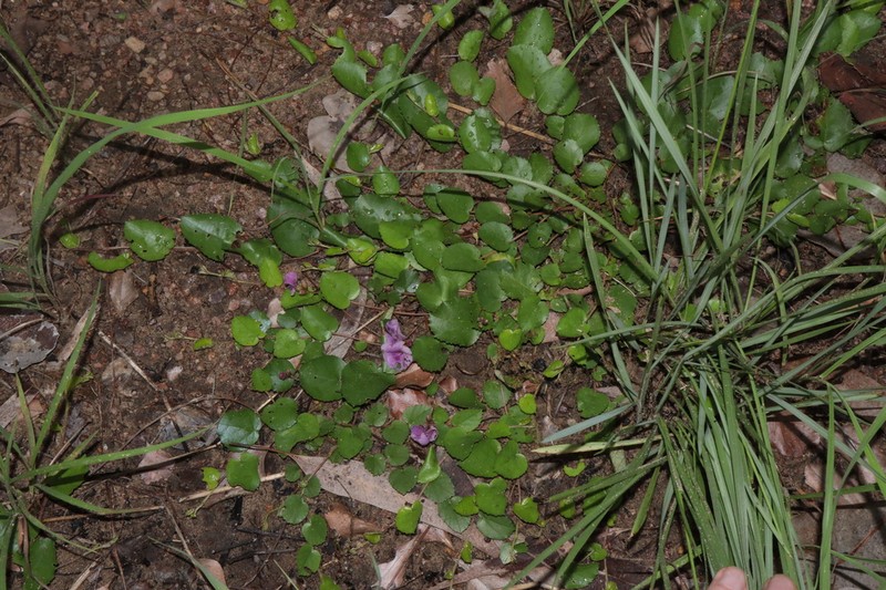 Helicteres flagellaris photo 2