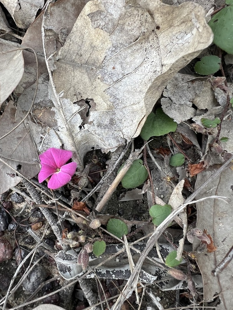 Helicteres flagellaris photo 3