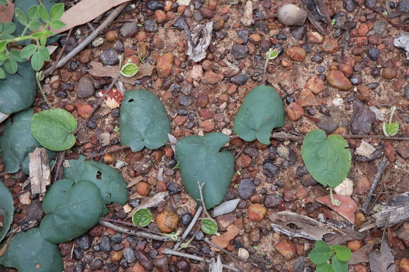 Helicteres flagellaris photo 4