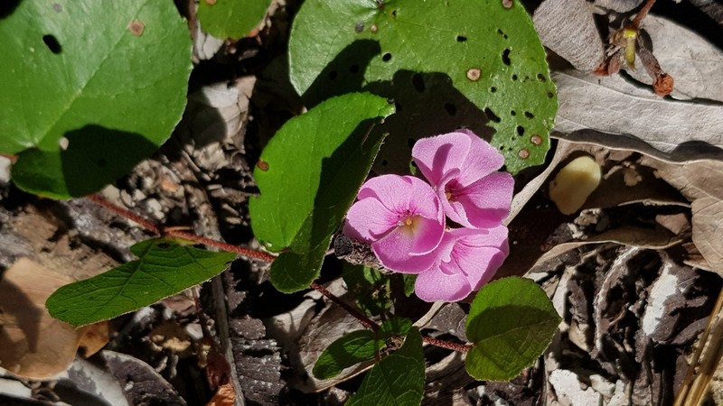 Helicteres flagellaris photo 5