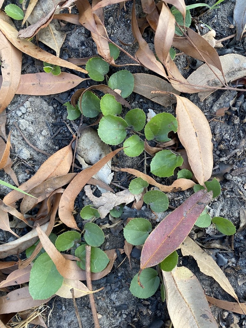 Helicteres flagellaris photo 6