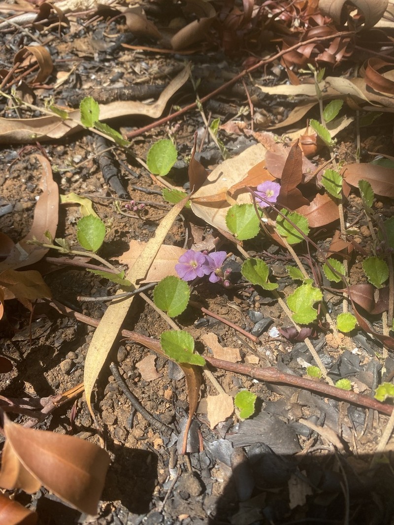 Helicteres flagellaris photo 7