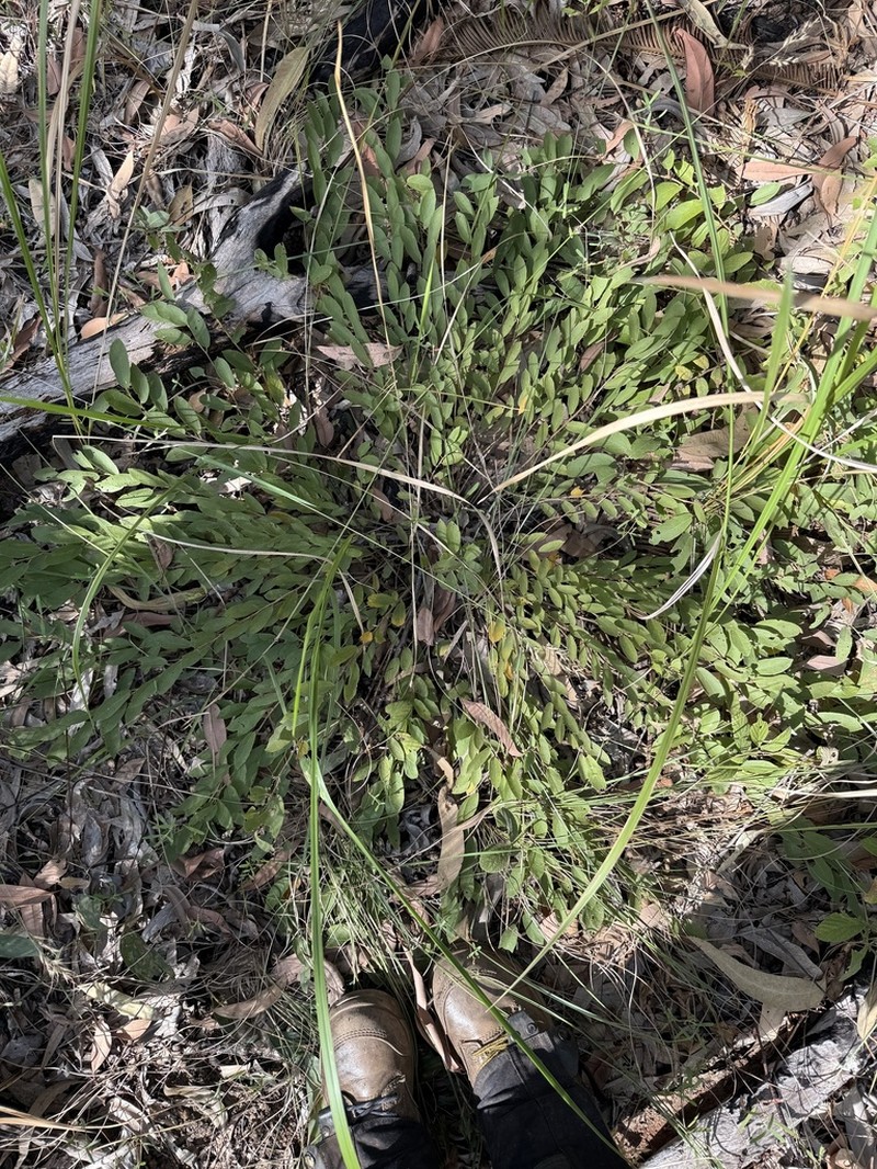 Helicteres integrifolia