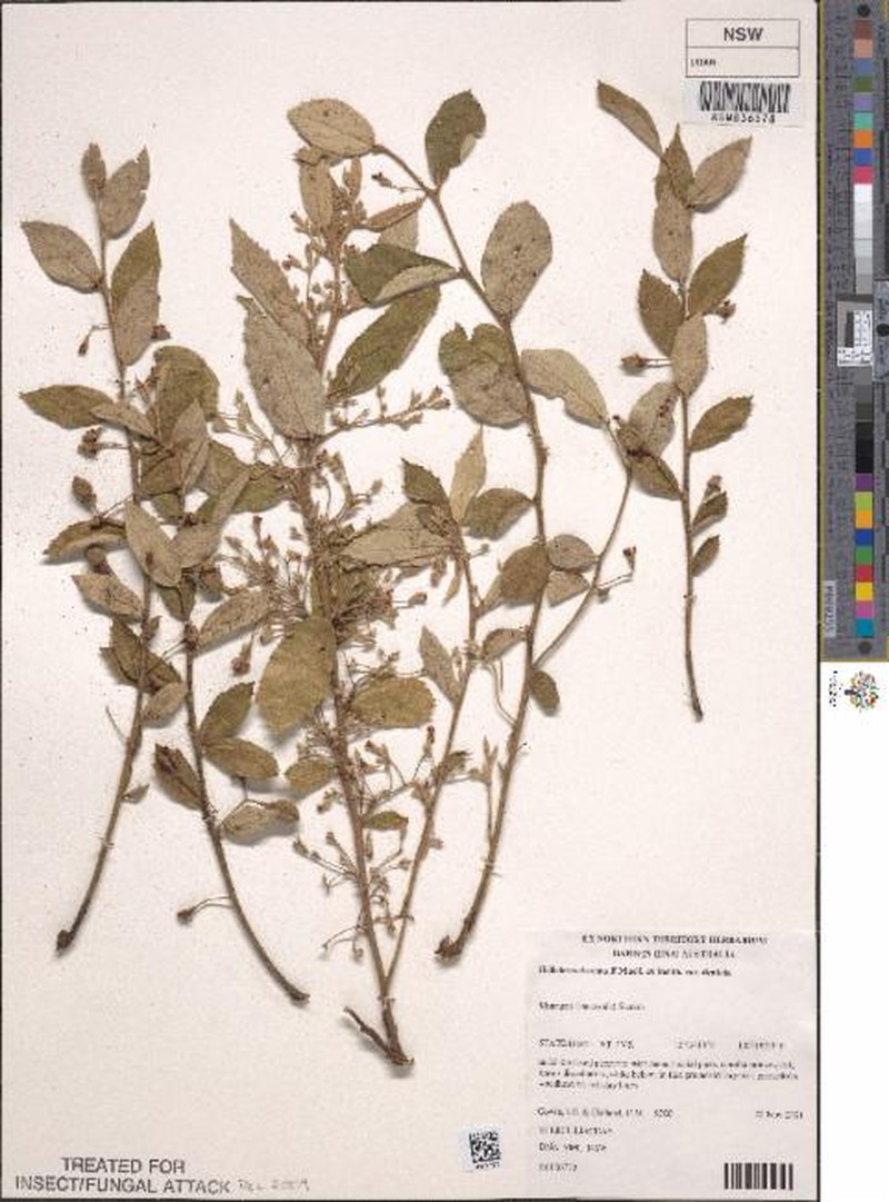 Helicteres integrifolia photo 3