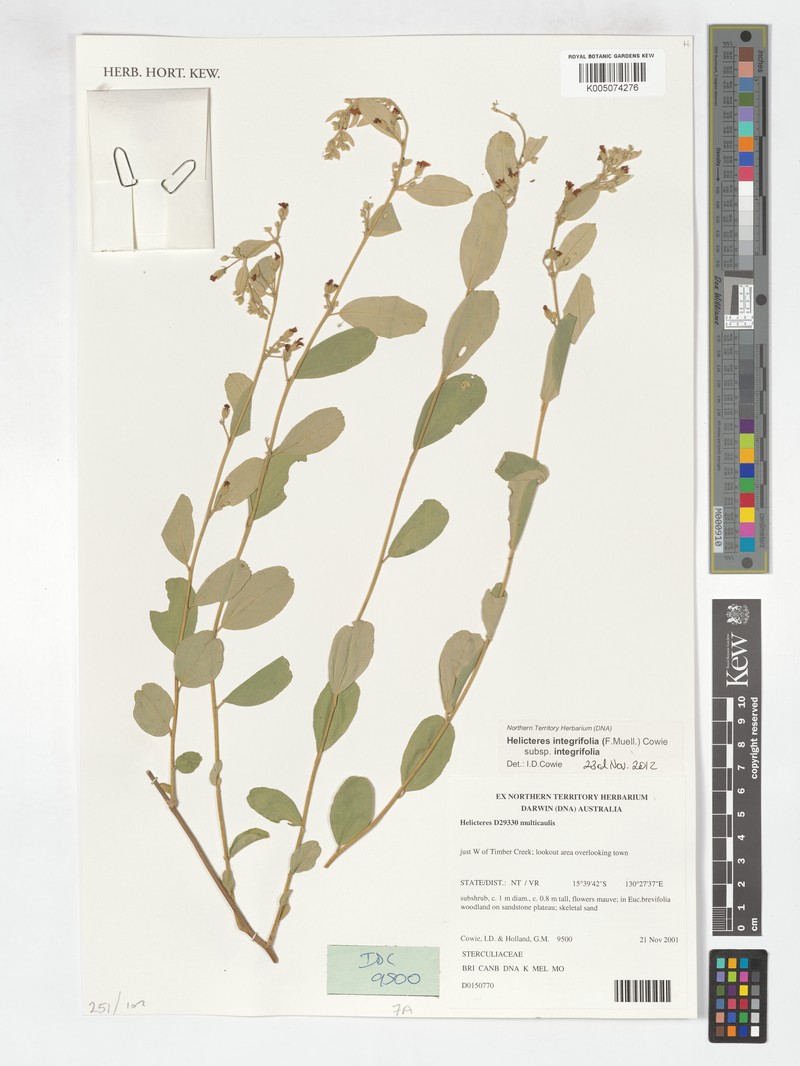 Helicteres integrifolia photo 4