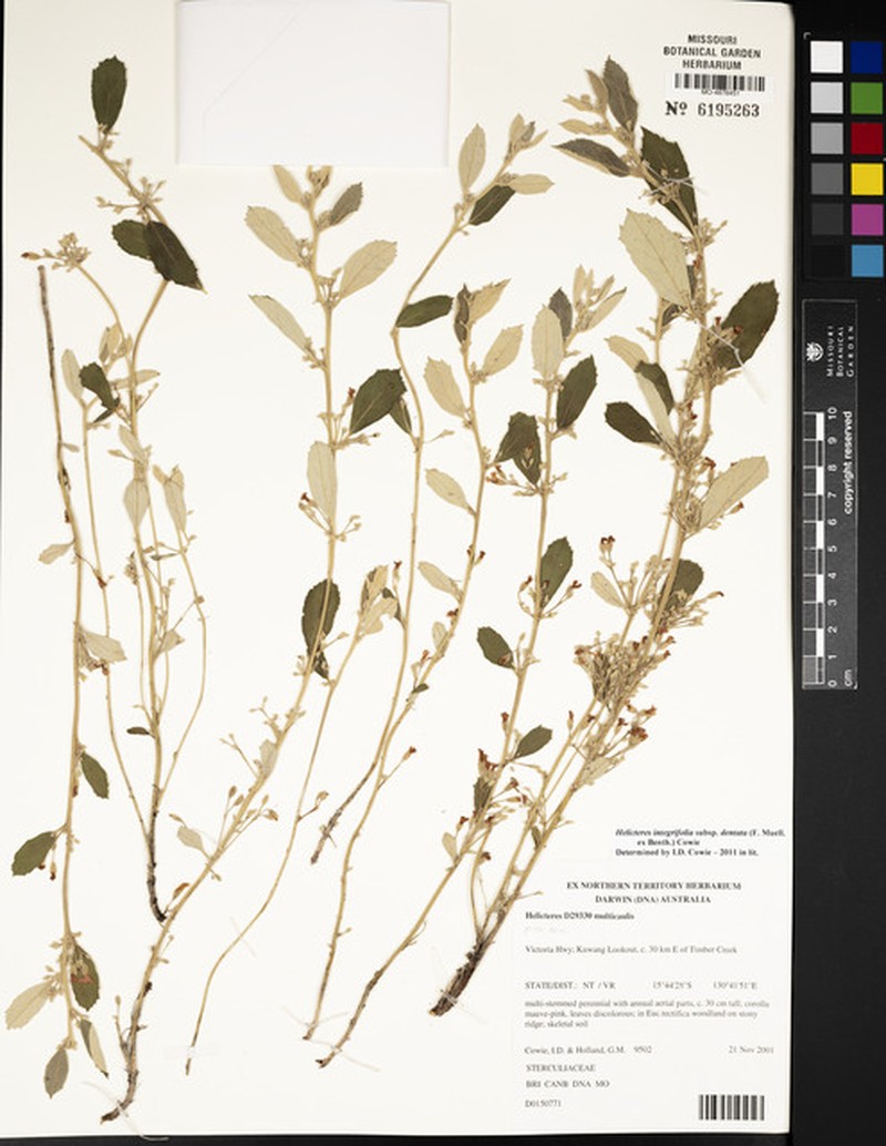 Helicteres integrifolia subsp. dentata photo 2