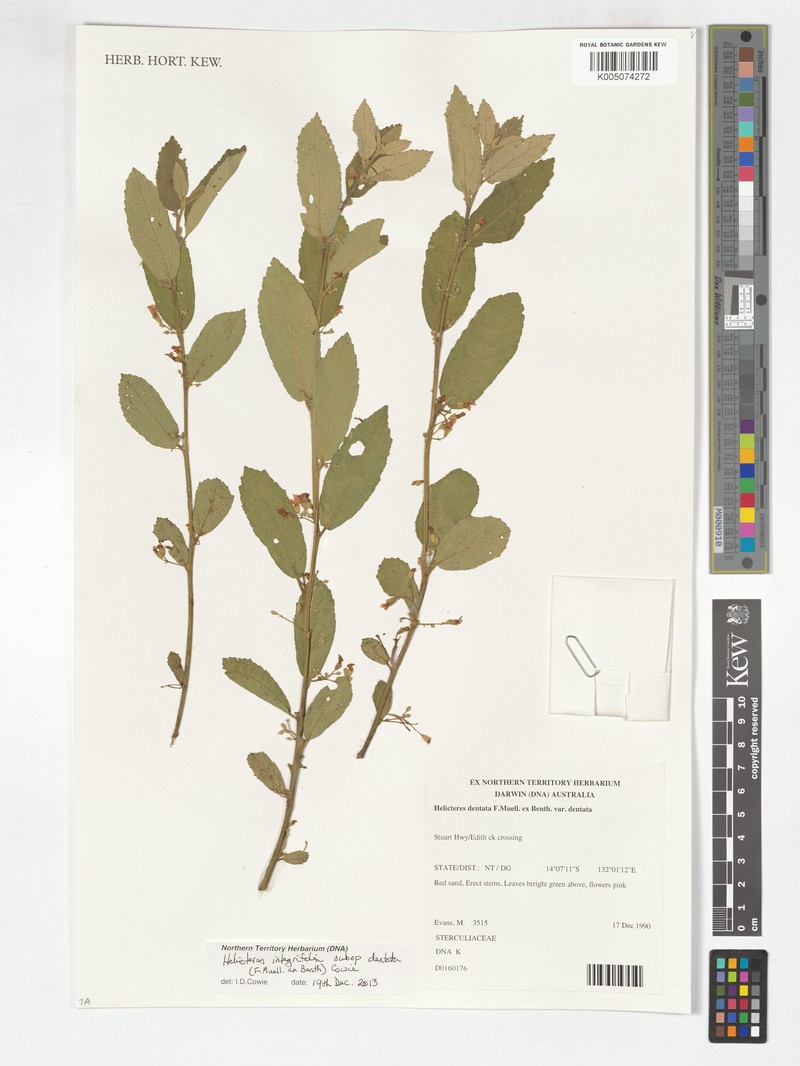 Helicteres integrifolia subsp. dentata photo 3