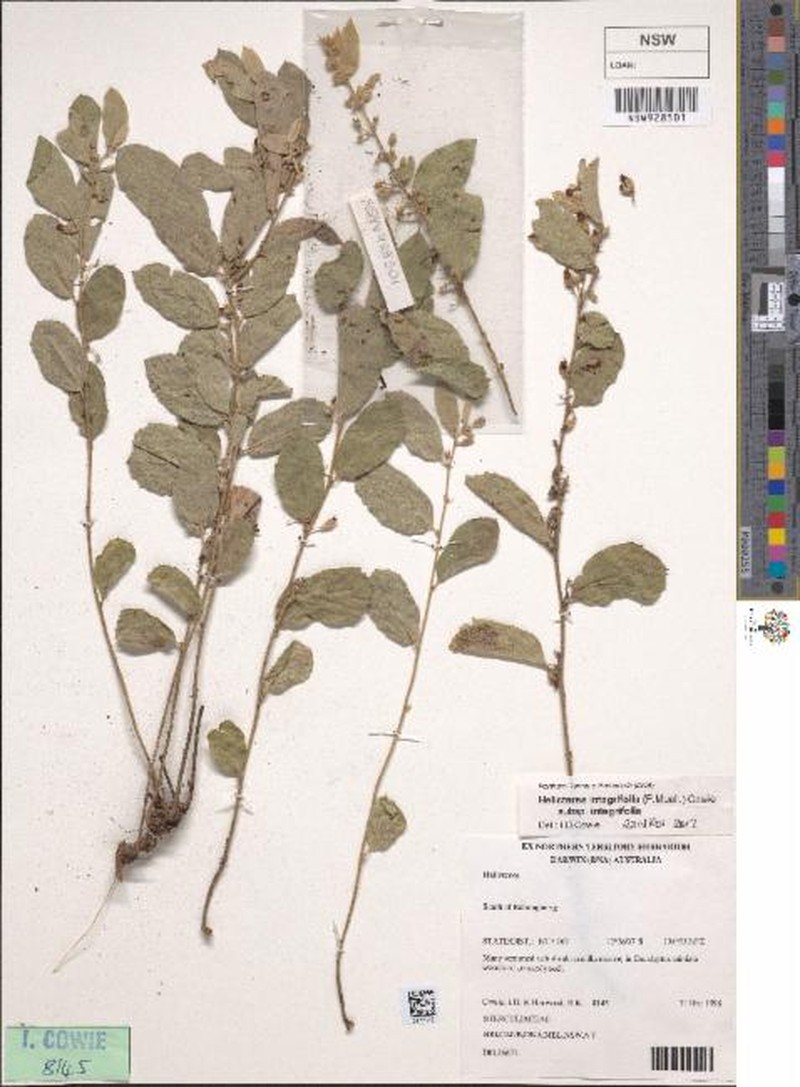 Helicteres integrifolia subsp. integrifolia