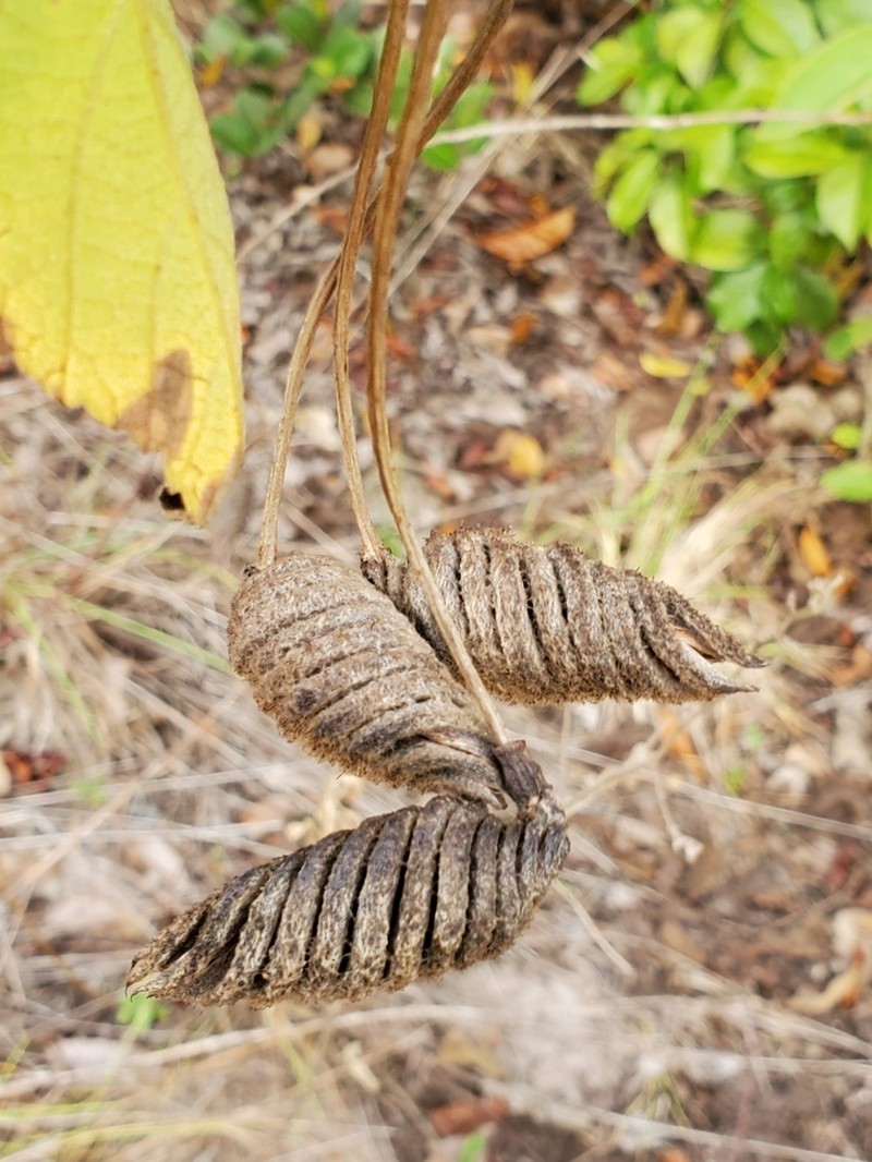 Screwtree photo 2
