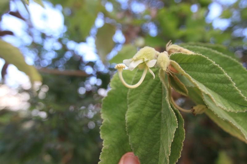 Screwtree photo 3
