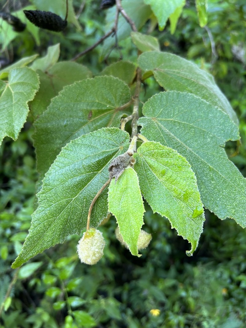 Screwtree photo 4
