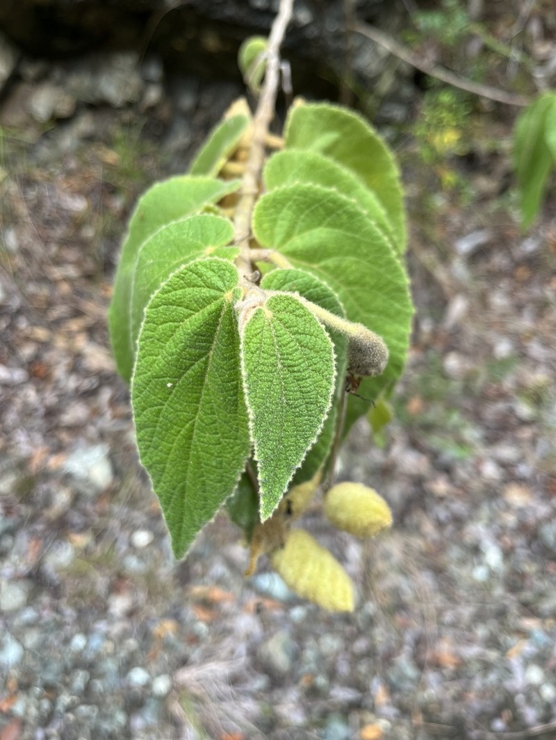 Screwtree photo 6