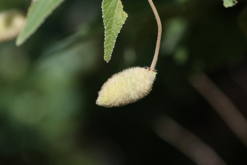 Screwtree photo 7