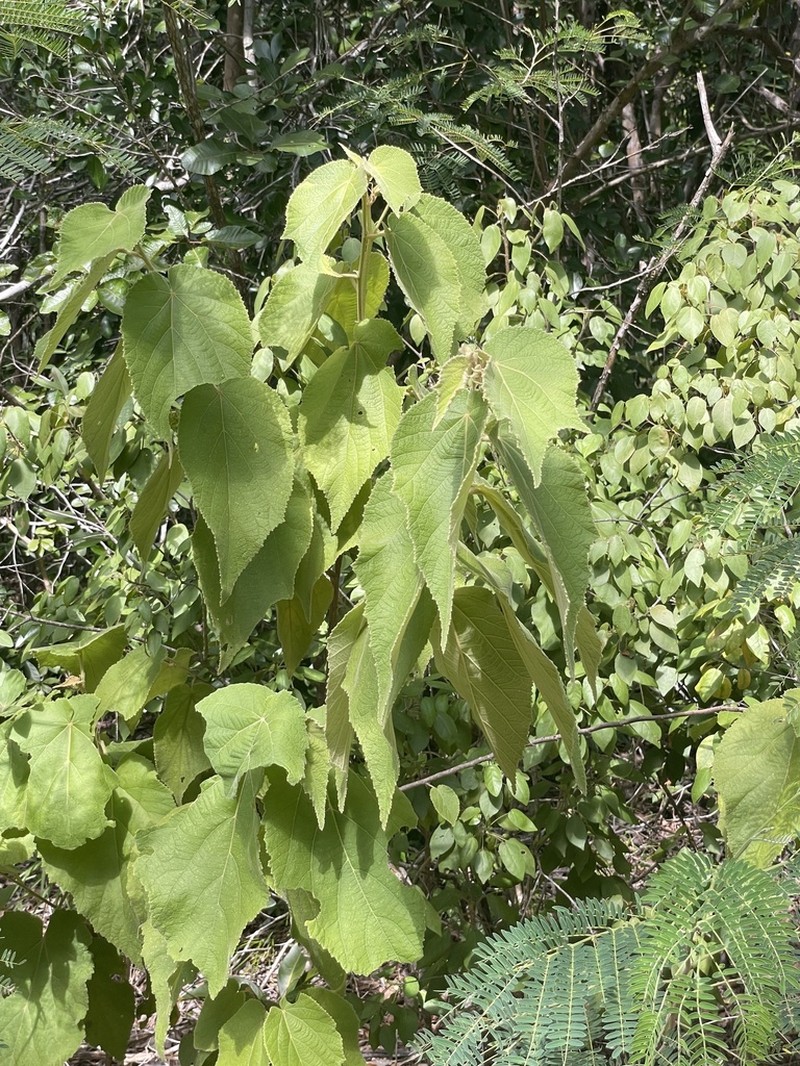 Screwtree photo 8
